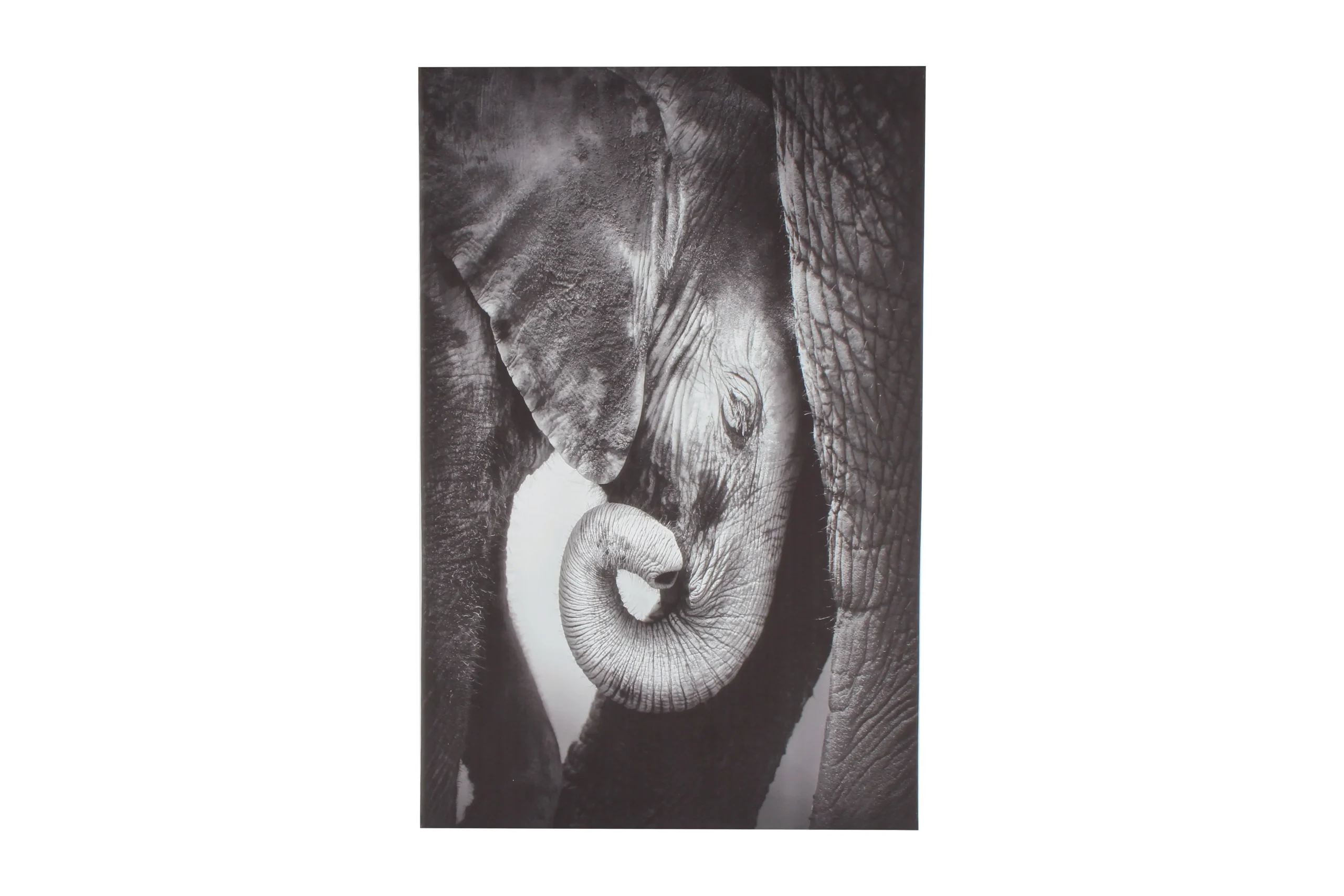 Blaine Baby Elephant On Stretched Canvas 90 x 60cm - Home & Garden