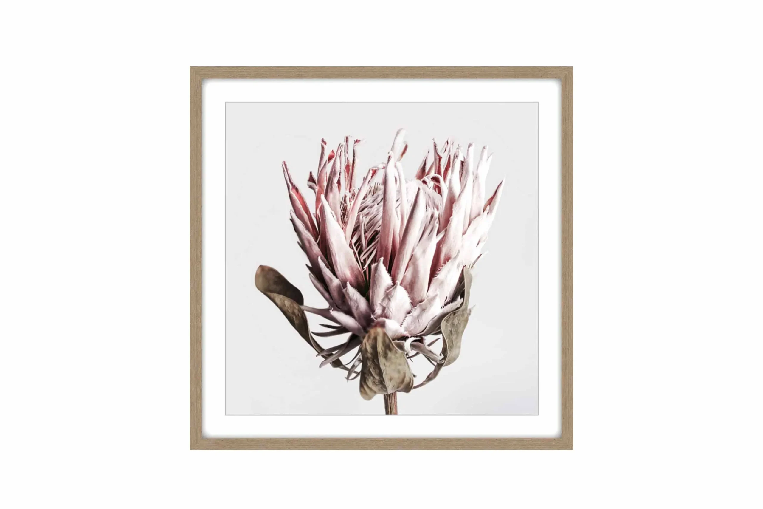 Madie Dried Protea Canvas In Timber Frme 80 x 80 x 3.3cm - Home & Garden