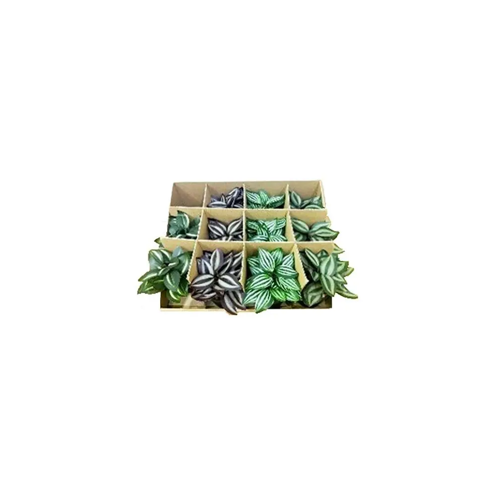 12pc Urban Products Artificial Mini Plants Set Decorative Plant Box Green 6cm - Home & Garden